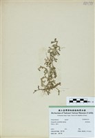 藏品(疏葉卷柏)的圖片